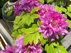 -杏花村水席楼·洛阳水席(老城十字街店)