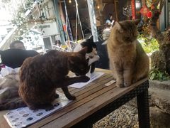 -喵屿·大理花园猫咖