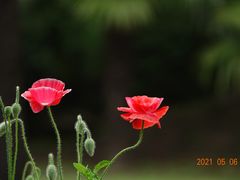 -上海滨江森林公园