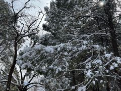 -原山国家森林公园