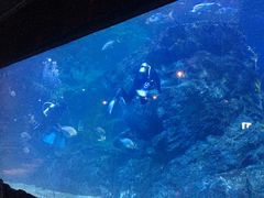 -暹罗海洋世界