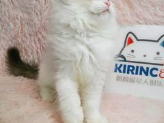 -十年猫舍·猫咪专门店(普陀店)