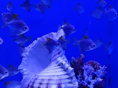 -上海海昌海洋公园