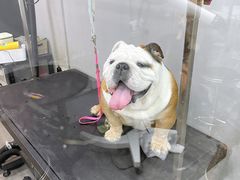 -PETKIT小佩宠物(古北店)