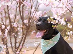 -超宠爱宠物摄影-Super pet
