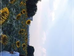 -光明小镇欢乐田园