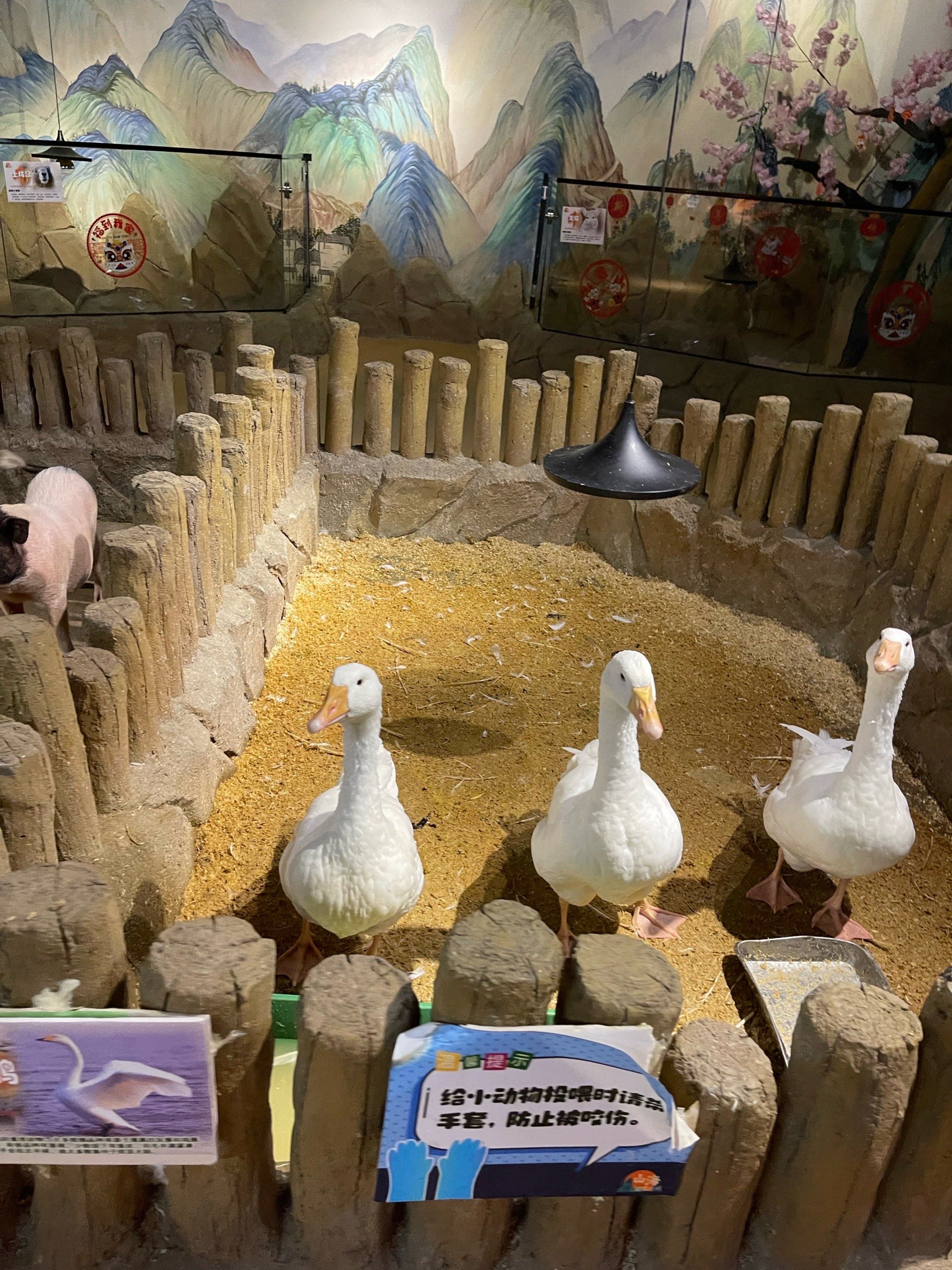 游乐场里藏着个动物园