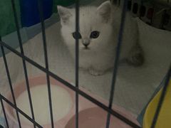 -欣宠猫屋·矮脚拿破仑·蓝金金渐层