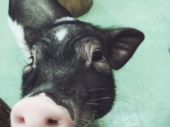 小香猪-藦茜花园宠物主题亲子互动体验馆(国顺东路店)