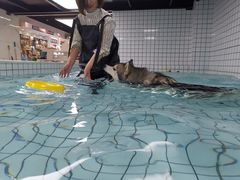-柚子宠物(伊珊娜调理店)