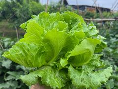 -樂桃源奉贤黄桃种植采摘基地