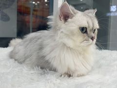 -爱洗澡的猫(天河路店)