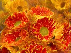 -循礼门鲜花花市(武汉循礼门店)