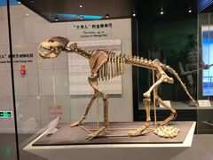 -北京周口店北京人遗址博物馆