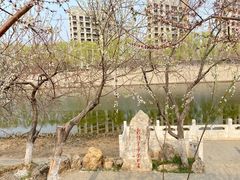 -桃花堤公园