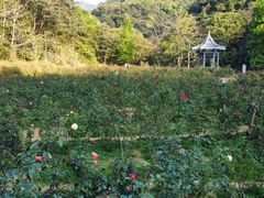 -广州市石门国家森林公园