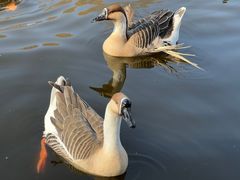 -石家庄市动物园