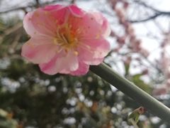 -莲湖公园