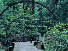 -天目山大树王景区