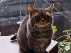 -豆逗聊愈猫阁Easy Life