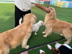 -汪说喵讲宠物乐园宠物酒店(红星美凯龙店)