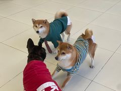 -怪兽屋·羊驼·猫咖·狗咖(俊华广场店)