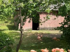 -合肥野生动物园