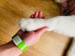 -Husky Go! 哈士奇体验馆·宠物咖啡厅狗咖