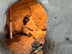 -上海野生动物园