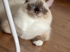 -四月宠物医院·猫专科·心脏专科·内科(转塘店)