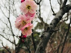 -无锡梅园公园