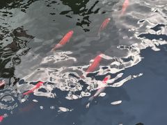 -香麒园·过桥米线·南湖雅宴