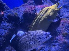 -新加坡海洋生态馆