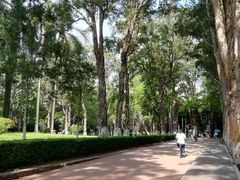 -中山大学学者灵芝(园南路店)