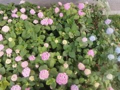 -33韩式自助烧烤(环城南路店)