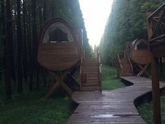 -黄海国家森林公园