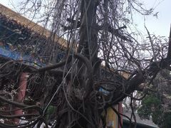 -北京国子监胡同
