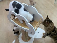 -1013 PET SHOP 宠物商店(近铁城市广场店)