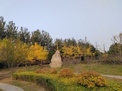 -大望京公园