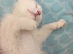 -纳吉亚猫专科动物诊疗中心(蒋宅口分院)
