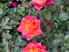 -思金拉措庄园藏餐(太阳岛店)