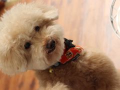 -帕帕拉兹宠物(亚洲旗舰店)