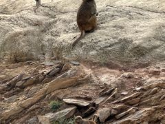 -石家庄市动物园