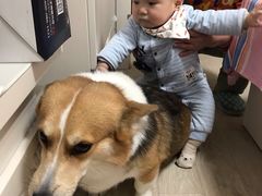 -傲雄叮叮宠物会所(御桥路店)