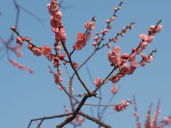 -梅花山(明孝陵内)