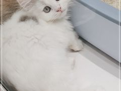 -babydoll猫舍·米努特·德文·缅因(久光中心店)