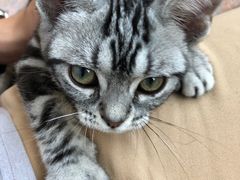 -猫大福·Fortune Cat猫舍(百子湾店)