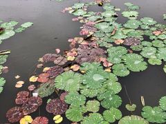 -海天湖公园