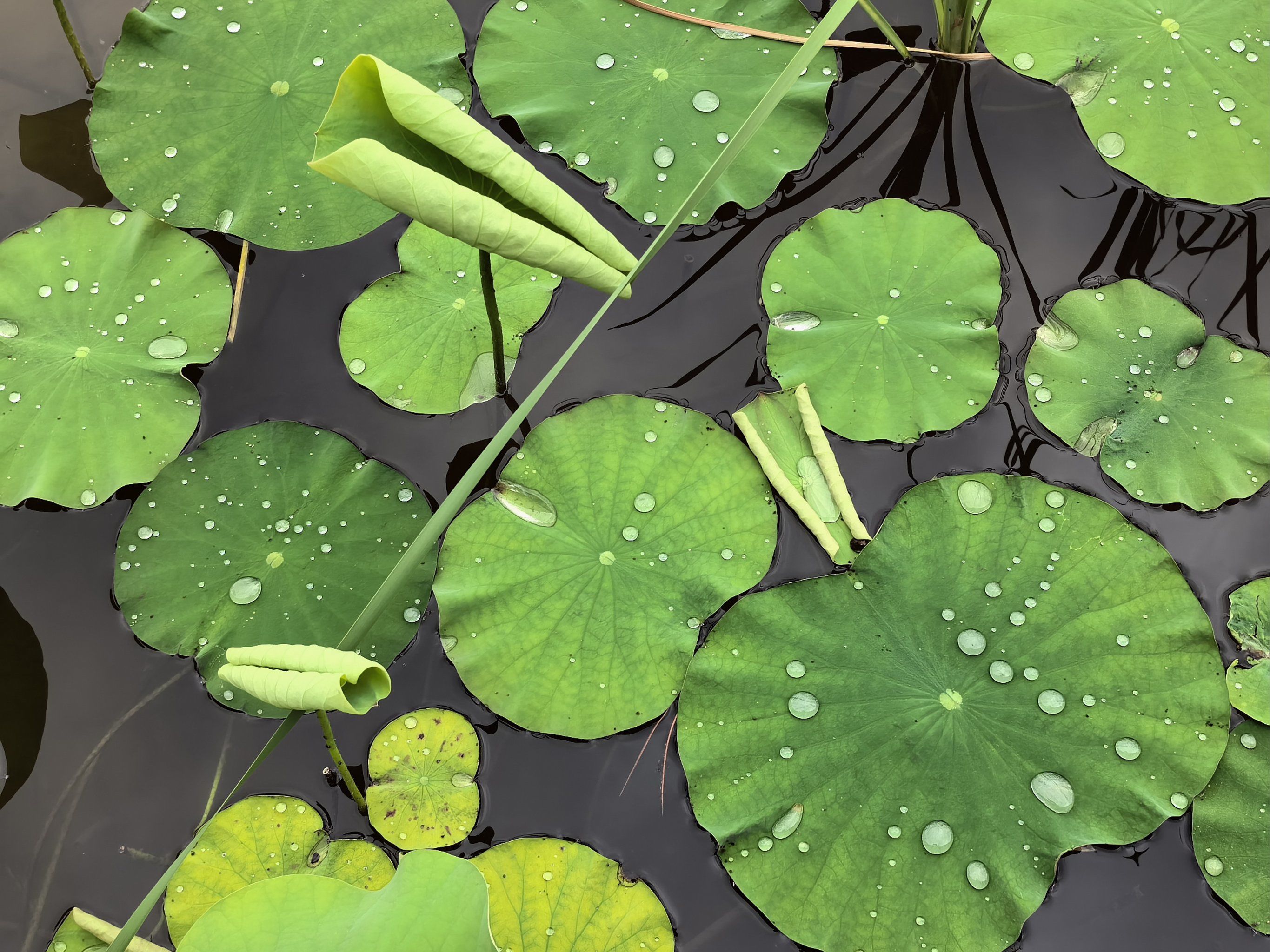 大雨过后园子里的池塘一片郁郁葱葱,养眼又养心