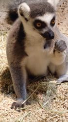 -Zoolung Zoolung动物主题公园(海信广场店)